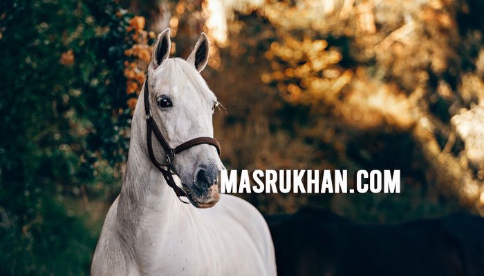 efek-samping-minyak-jaran-goyang